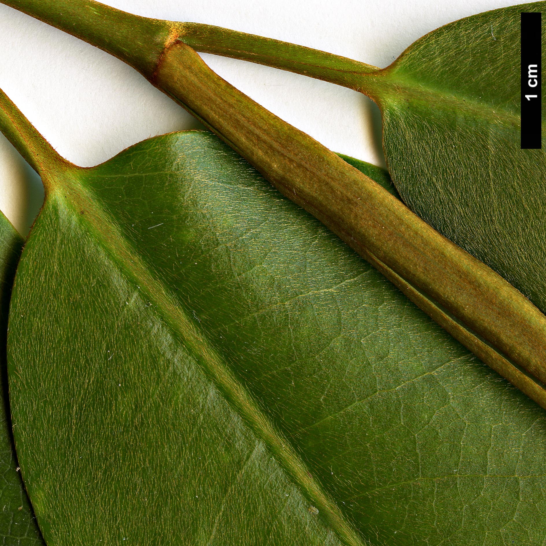 High resolution image: Family: Magnoliaceae - Genus: Magnolia - Taxon: cavaleriei - SpeciesSub: var. platypetala